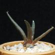 Ariocarpus agavoides (3,5)