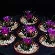 Ariocarpus agavoides (6,5)