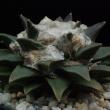Ariocarpus elongatus (280)