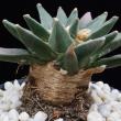Ariocarpus elongatus (282)