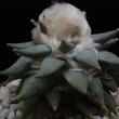 Ariocarpus furfuraceus (283)