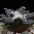 Ariocarpus furfuraceus (285)