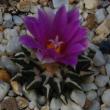 Ariocarpus kotschoubeyanus