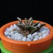 Ariocarpus kotschoubeyanus (3,5)