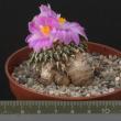 Ariocarpus kotschubeyanus (6,5)