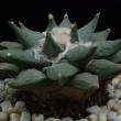 Ariocarpus retusus (281)