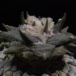 Ariocarpus retusus (284)