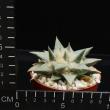 Ariocarpus retusus retusus (8,5)
