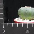 Astrophytum asterias (6,5)
