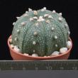 Astrophytum asterias (50 zrn)