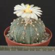 Astrophytum asterias (8,5)