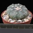 Astrophytum asterias x myriostigma (5,5)