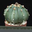 Astrophytum asterias x myriostigma nudum (6,5)