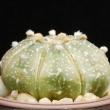 Astrophytum asterias (3,5)