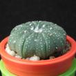 Astrophytum asterias (3,5)