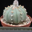 Astrophytum asterias f. nudum (8,5)