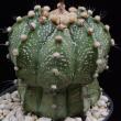 Astrophytum asteriasxornatum (290)