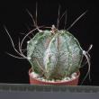 Astrophytum capricorne (6,5)