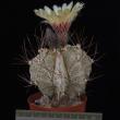 Astrophytum capricorne v. niveum (8,5)