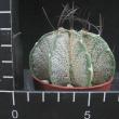 Astrophytum capricorne v niveum (6,5)