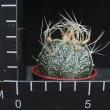 Astrophytum crassispinoides (5,5)
