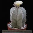 Astrophytum myriostigma (8,5)