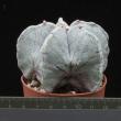 Astrophytum myriostigma x asterias (6,5)