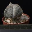 Astrophytum myriostigma v. tricostatum (5,5)