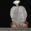 Astrophytum myriostygma v. tulense (6,5)