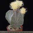 Astrophytum myriostigma v. tulense (6,5)