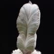 Astrophytum myriostygma v. potosinum (287)