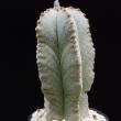 Astrophytum myriostygma v. tulense quadricostatum (286)