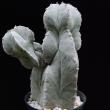 Astrophytum myriostygma (289)