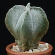 Astrophytum myriostigma v. quadricostatum (3,5)