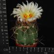 Astrophytum senile (6,5)