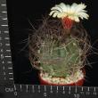 Astrophytum se nile Viesca (6,5)