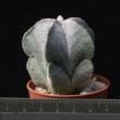 Astrophytum tulense (5,5)