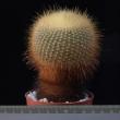 Brasilicactus graesneri 8,5