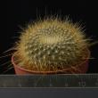 Brasilicactus graesnerii (5,5)