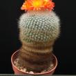 Brasilicactus haselbergii (8,5)