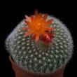 Brasilicactus haselbergii (5,5)