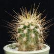 Carnegia gigantea (3,5)
