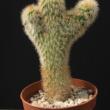 Cleistocactus strausii cristata (5,5)