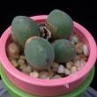 Conophytum pearsonii (3,5)