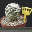 Copiapoa esmeraldana 6709 (8,5)