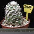 Copiapoa humilis 8809 (8,5)