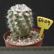 Copiapoa longispina 6409 (8,5)