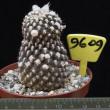 Copiapoa tenuissima 9609 (8,5)