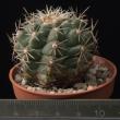 Coryphantha clavata(5,5)