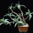 Cotyledon octopus 